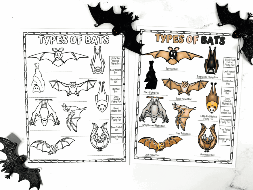 17 Free Printable Bat Worksheets For Kids