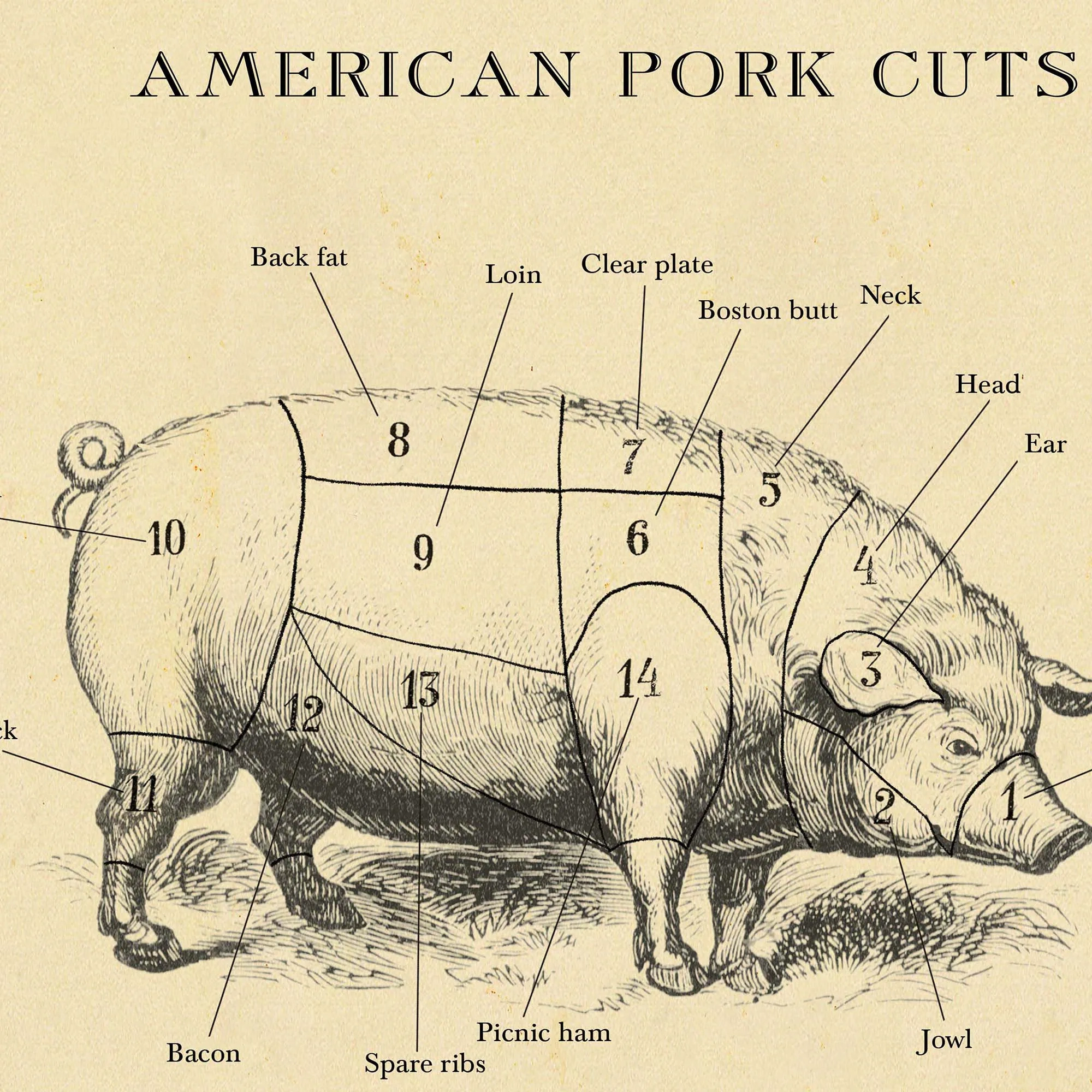 AMERICAN Pork Butcher Chart Cuts Of Meat Etching Style Print Farm Animal Decor Etsy