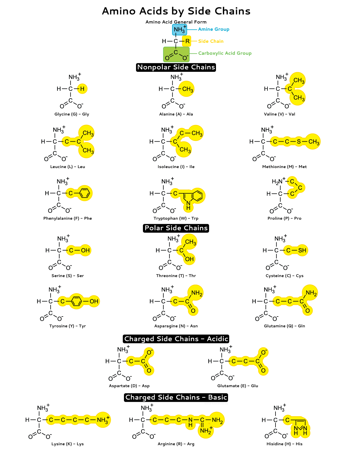 Amino Acid Chart Printable