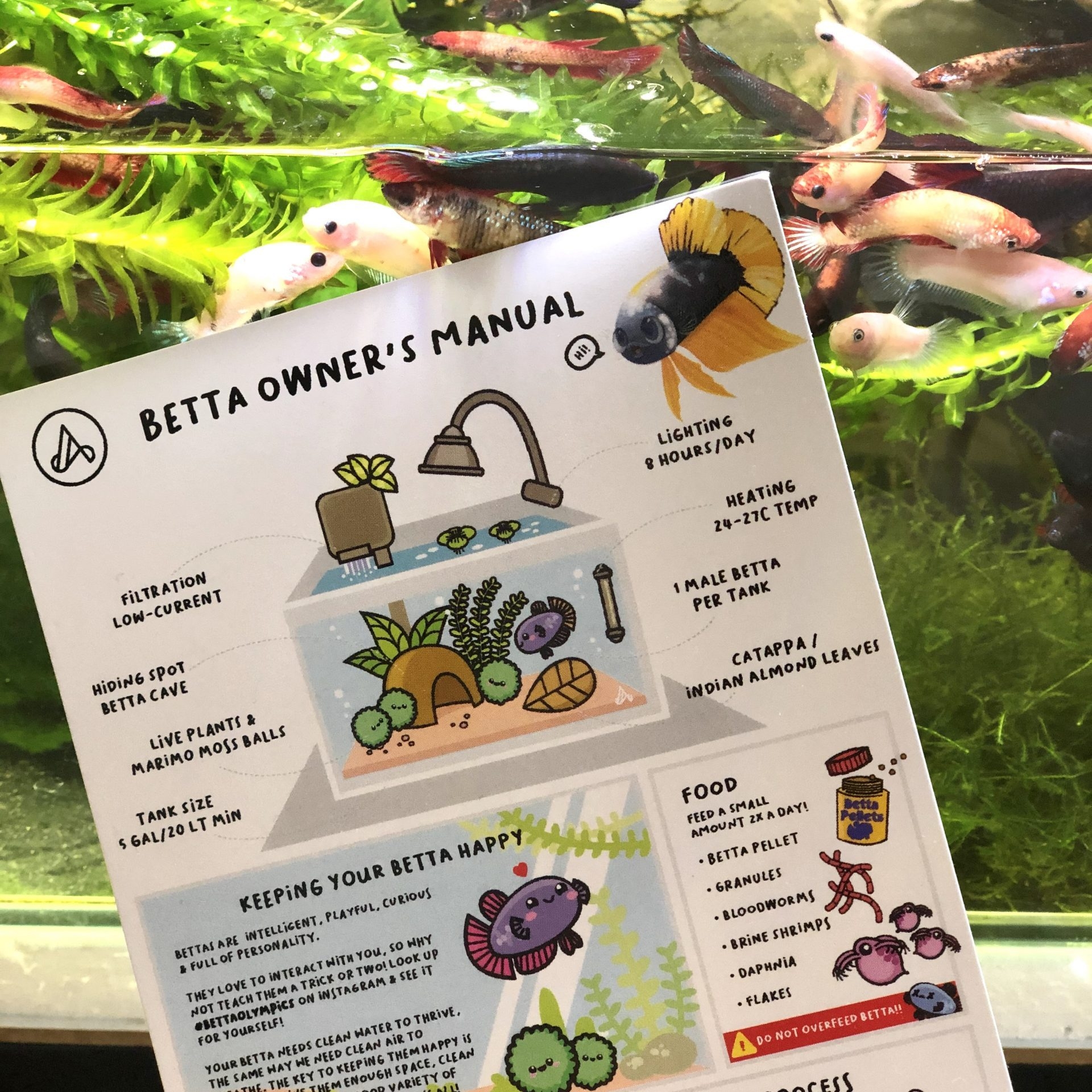 Free Printable Beta Fish Information Sheet