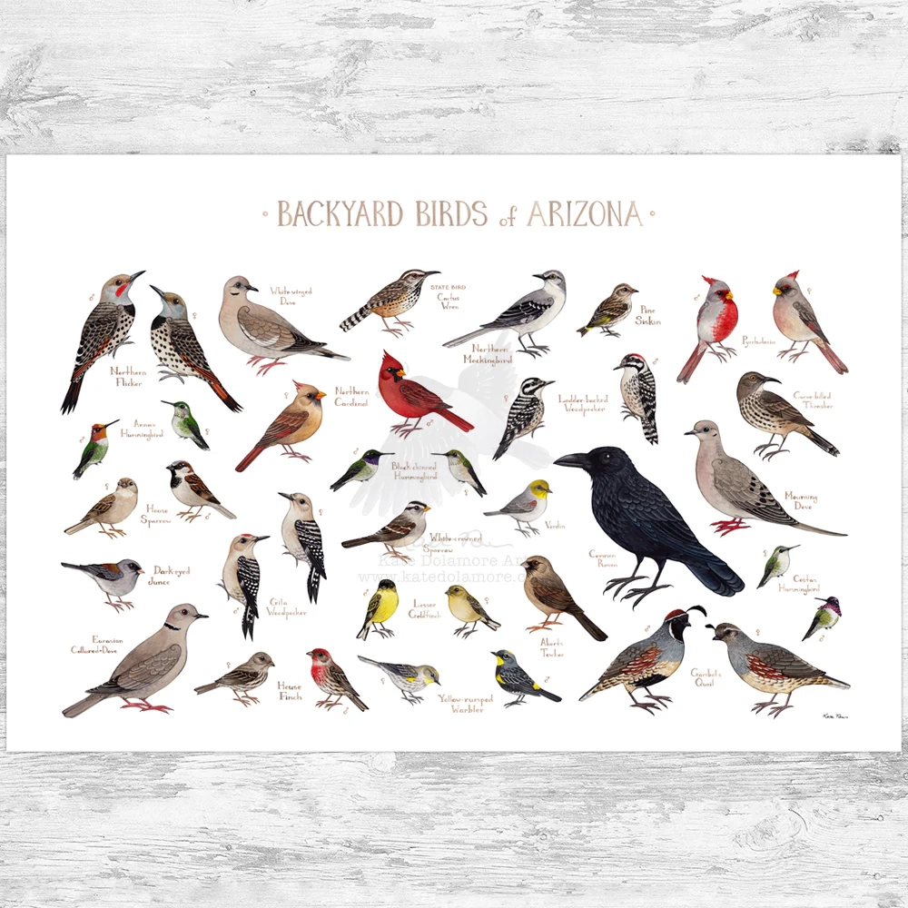 Printable Bird Identification Chart Printable Bird Identification Chart