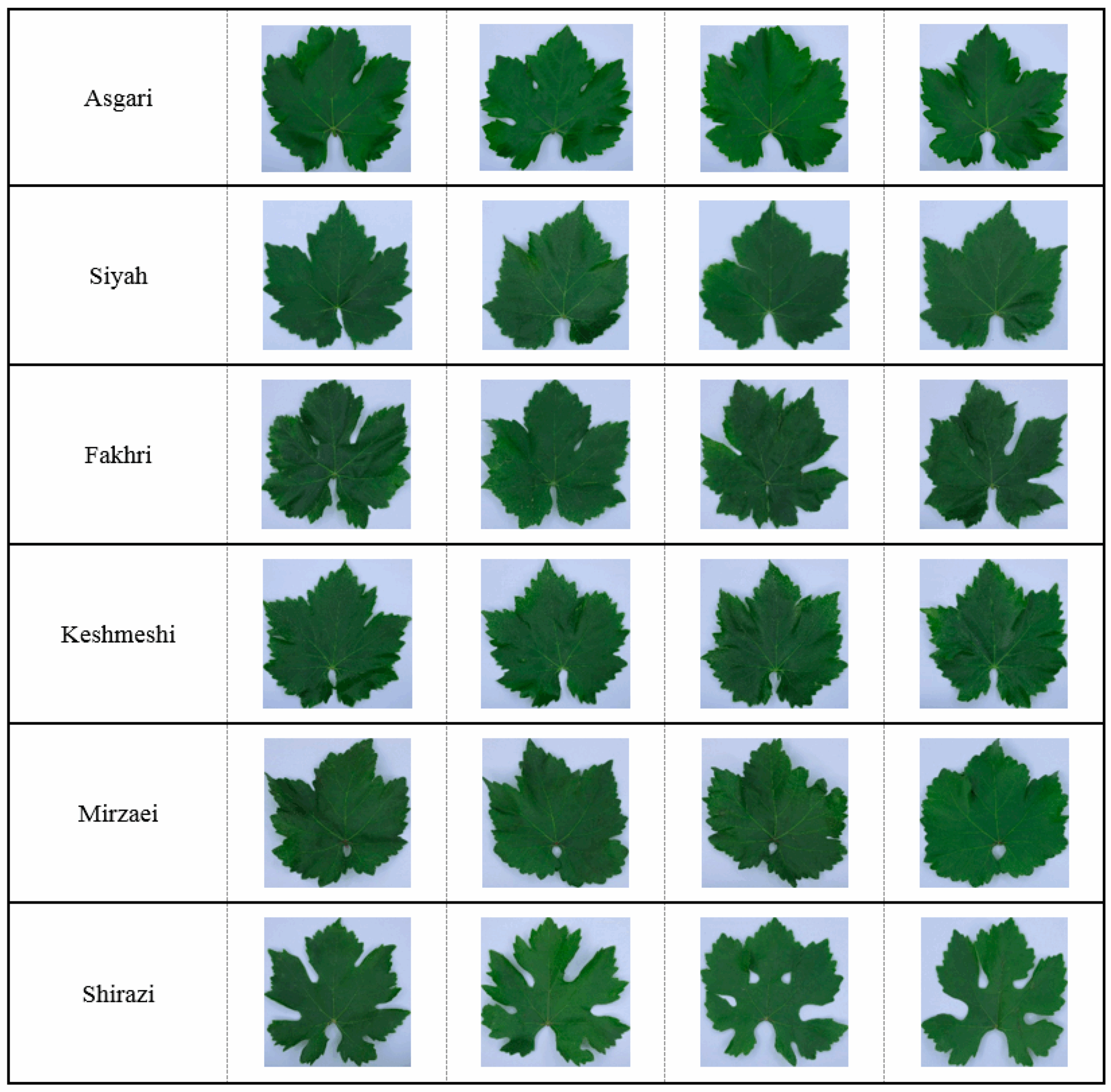 Citrus Leaf Shape Printable Identification Chart
