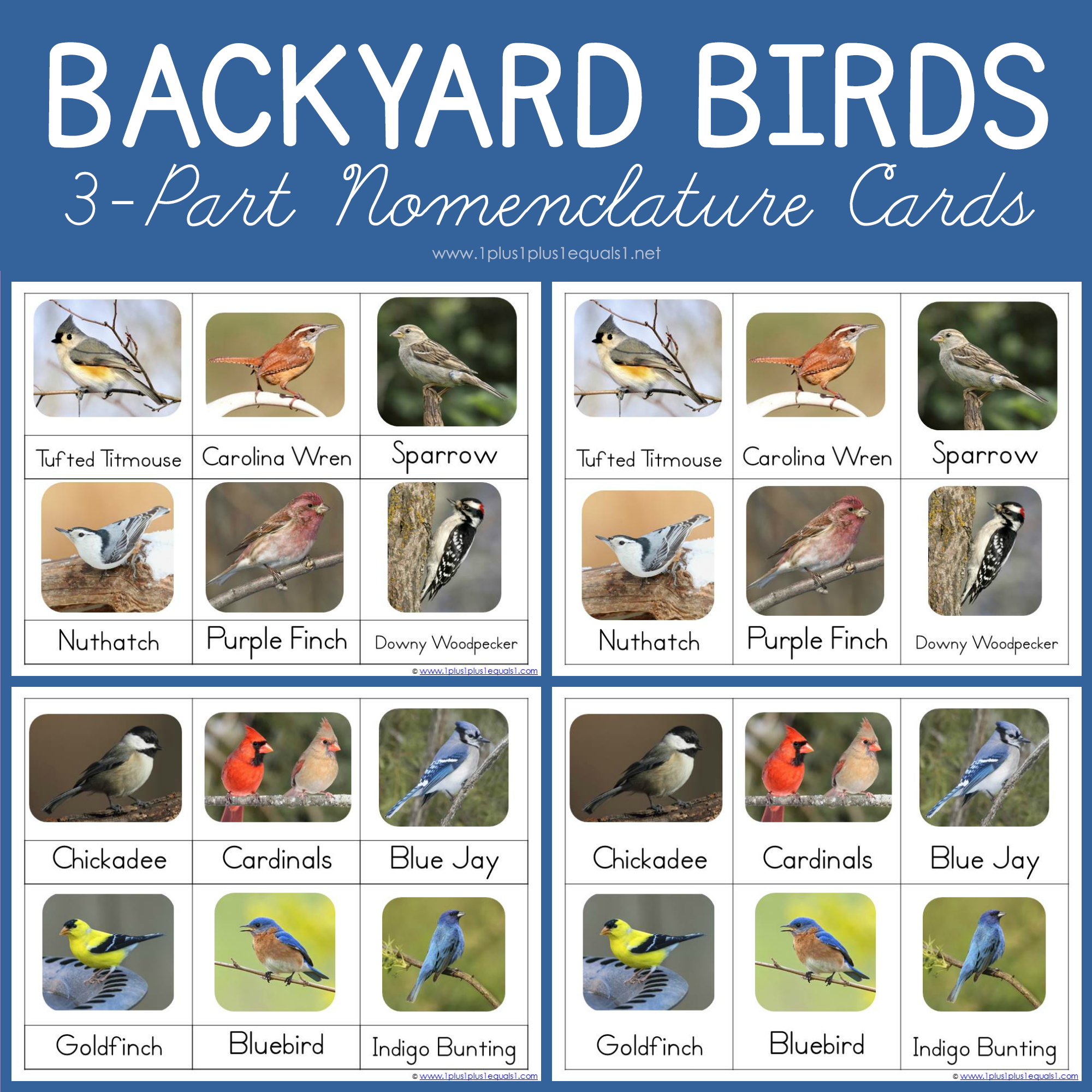 Backyard Birds Printable Photo Cards 1 1 1 1