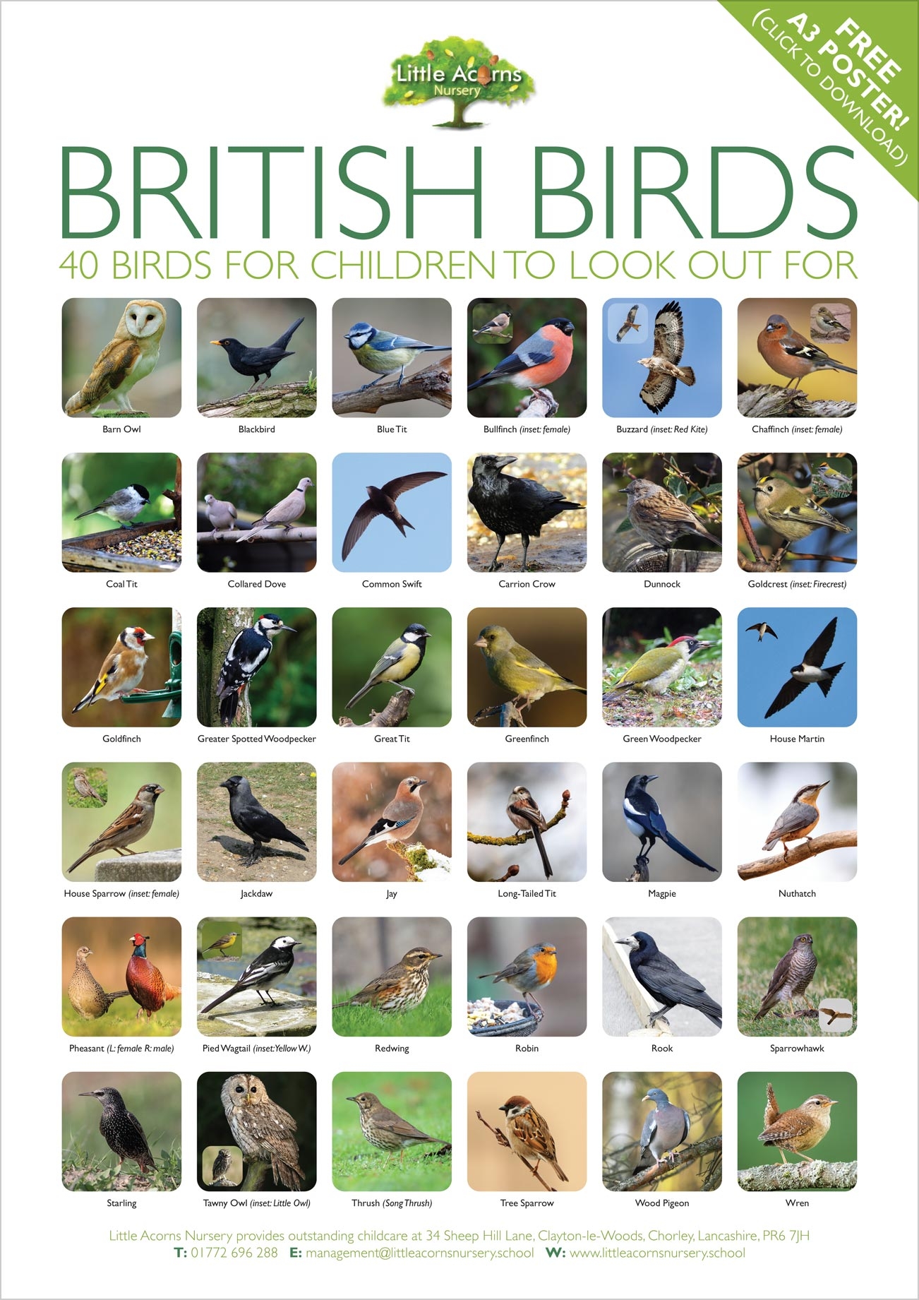 Bird Spotting Activity For Kids with Free British Birds Poster 