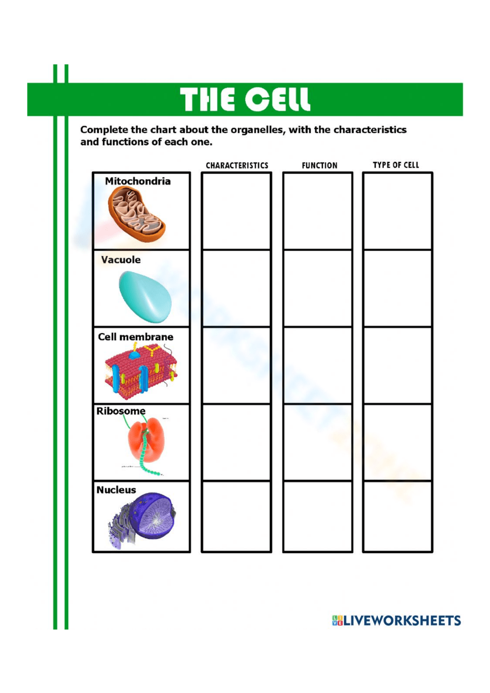 Organelle Functions Quiz Printable Organelle Functions Quiz Printable