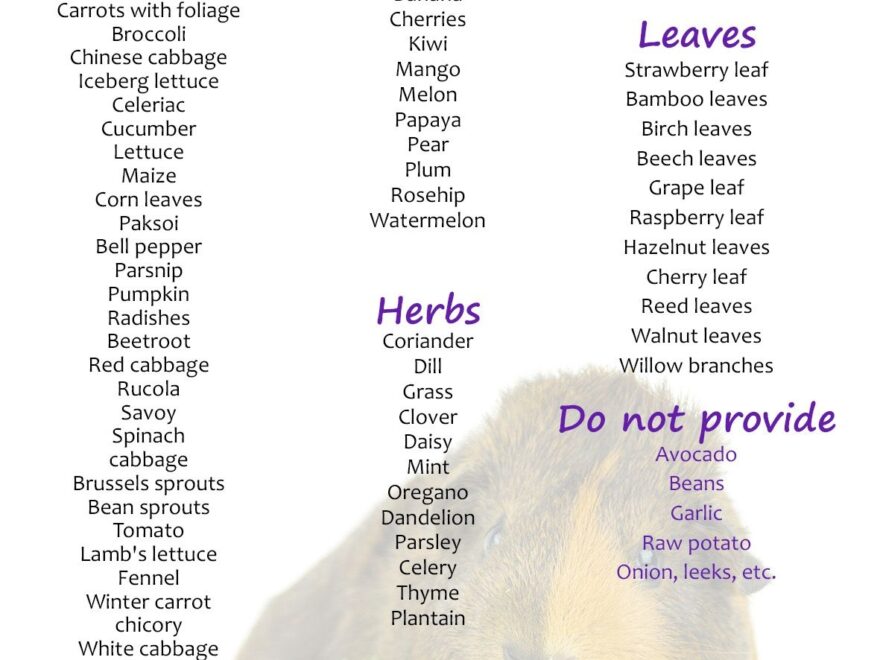 Chart Skinny Pig Food Food Chart Guinea Pig Food List Printable What Vegetables Are Good