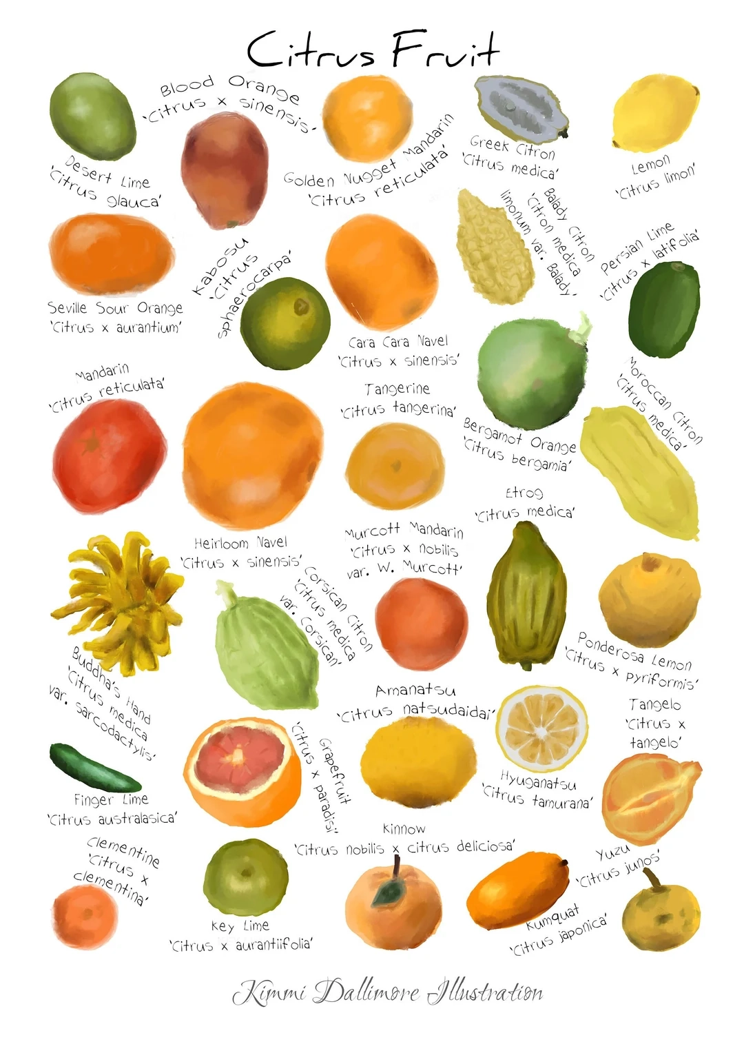 Citrus Fruit Identification Chart Lemon Orange Illustration digital Download Etsy UK