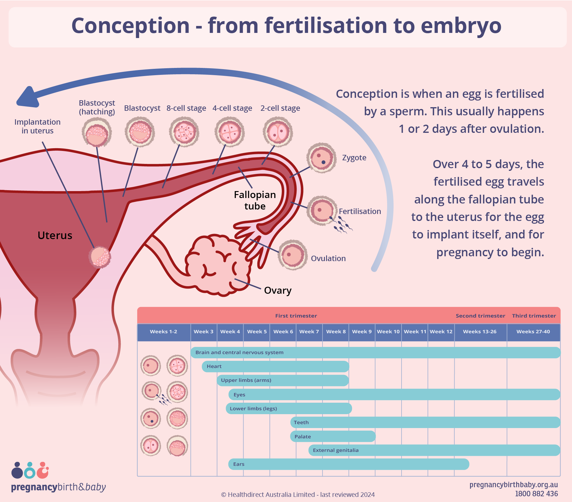 Conception And Fetal Development Pregnancy Birth And Baby Conception And Fetal Development Pregnancy Birth And Baby