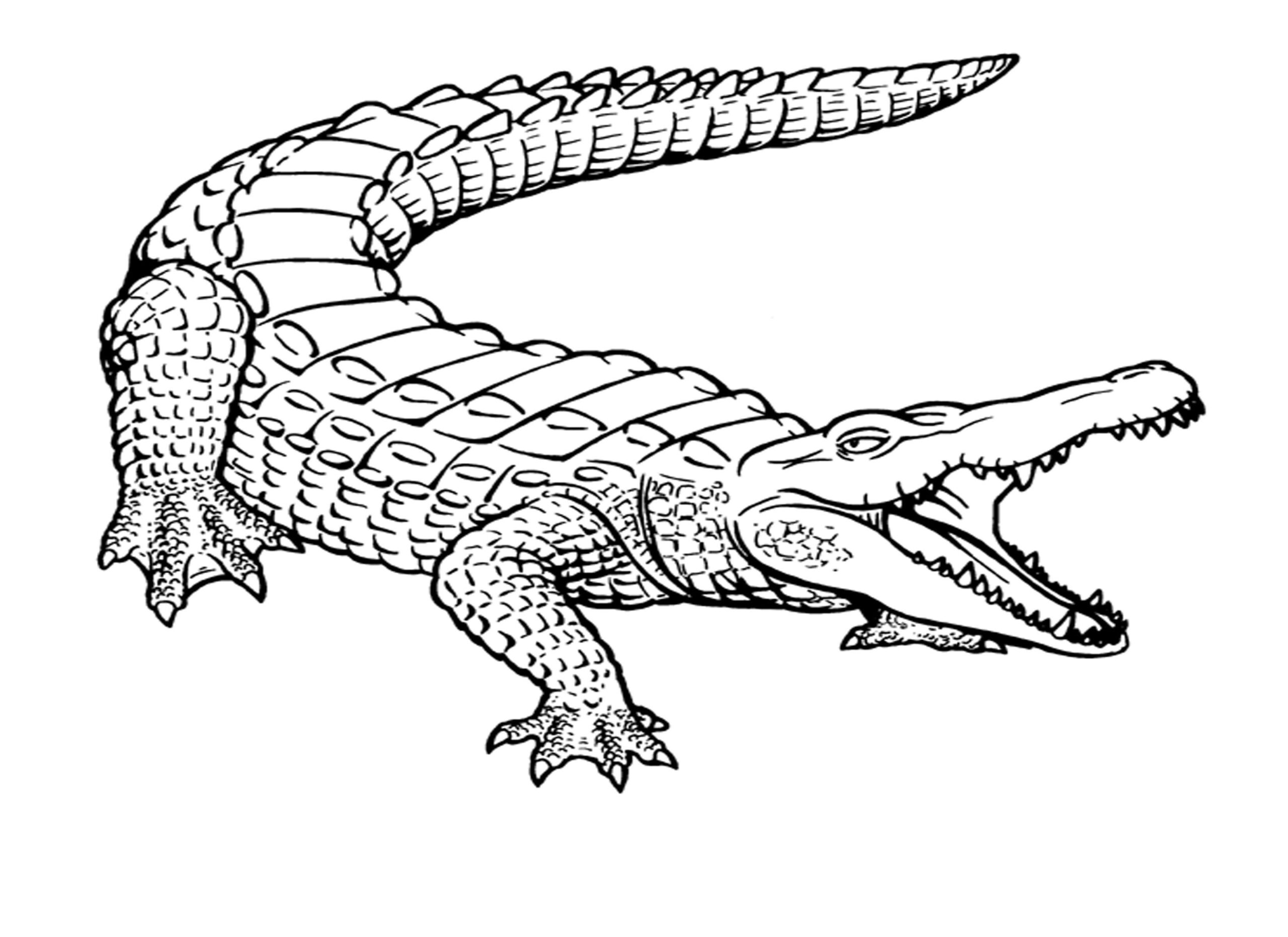Crocodile Coloring Pages For Kids