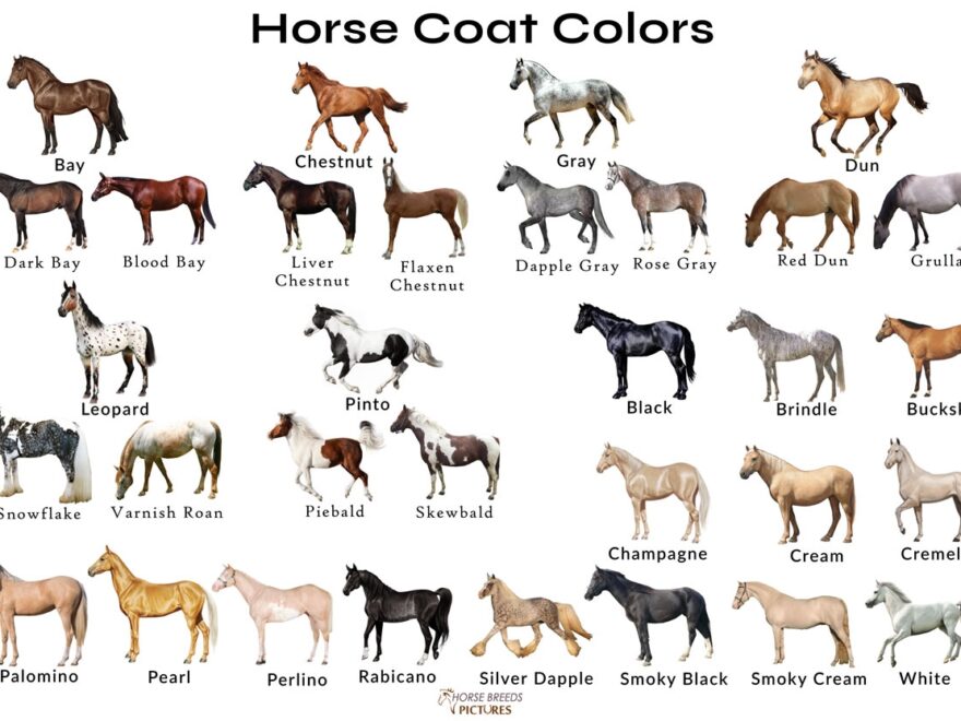 Different Horse Colors With Pictures