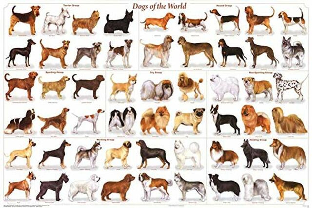Free Printable Dogs Breeding Charts