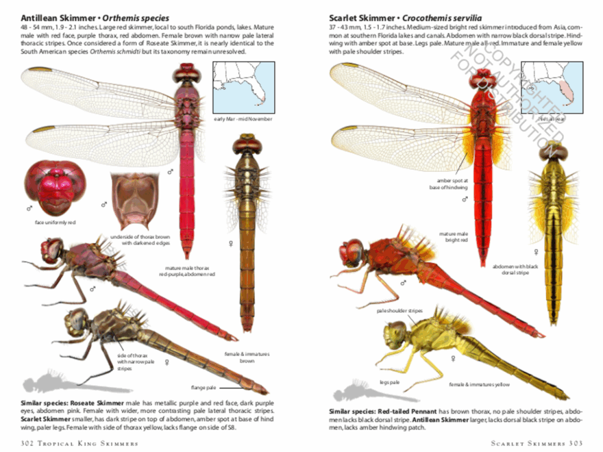 Dragonflies Of North America Mass Audubon Shop