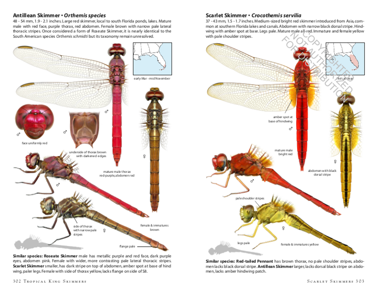 Dragonflies Of North America Mass Audubon Shop Dragonflies Of North America Mass Audubon Shop