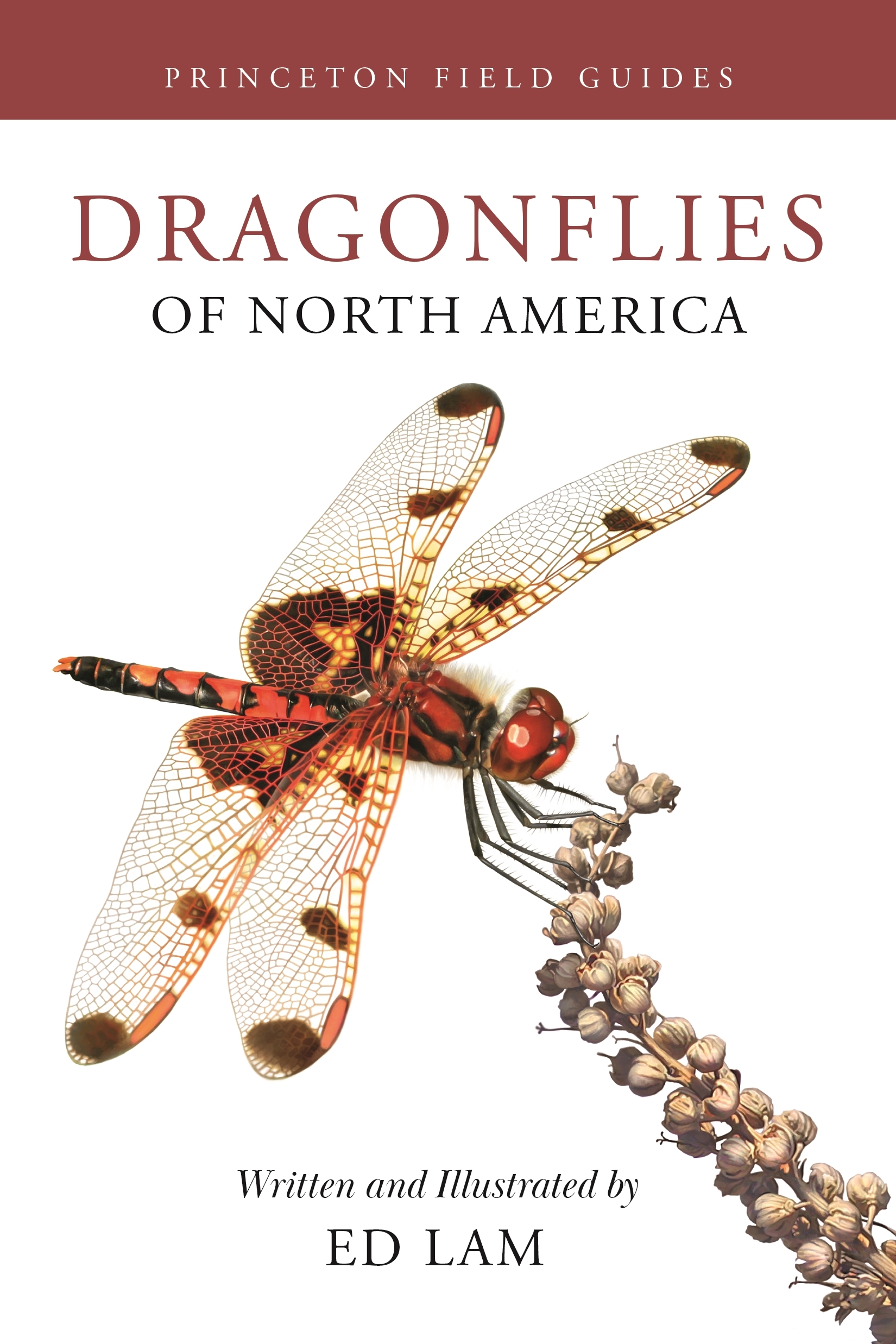 Dragonflies Of North America Princeton University Press Dragonflies Of North America Princeton University Press