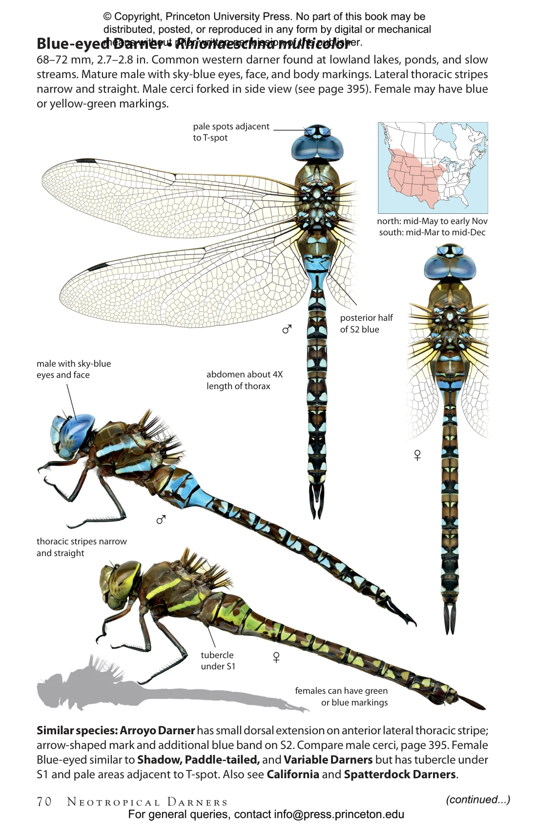 Printable Dragonfly Field Guide Printable Dragonfly Field Guide
