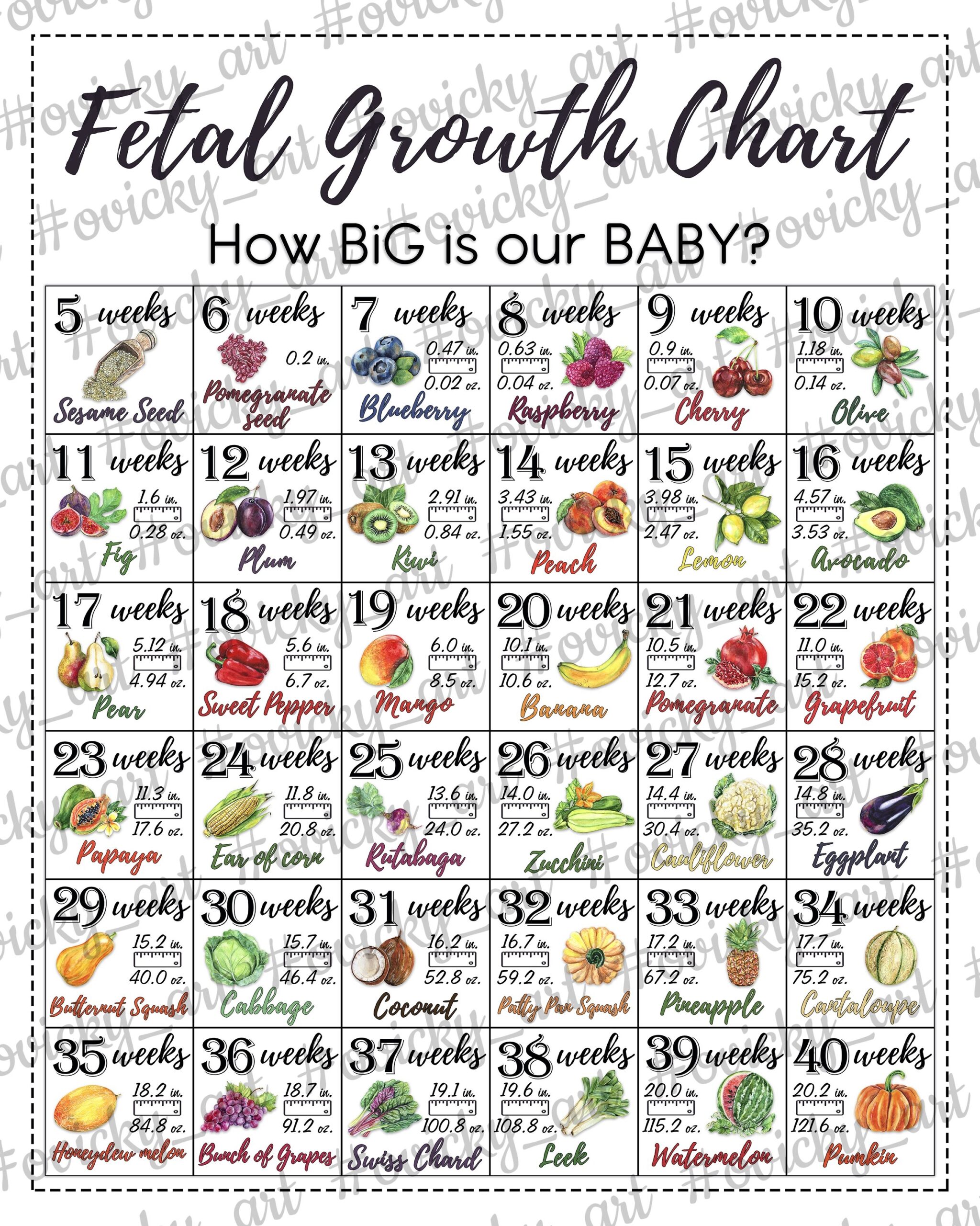 Printable Fetal Development Chart