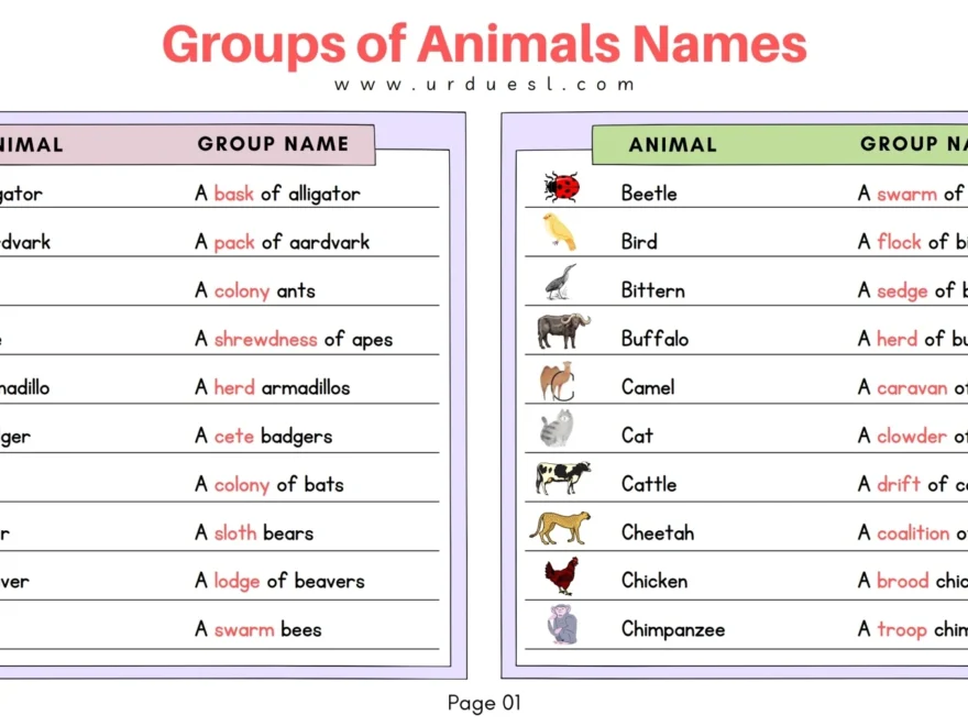 Groups of Animals Names Pages 1 5 Flip PDF Download FlipHTML5