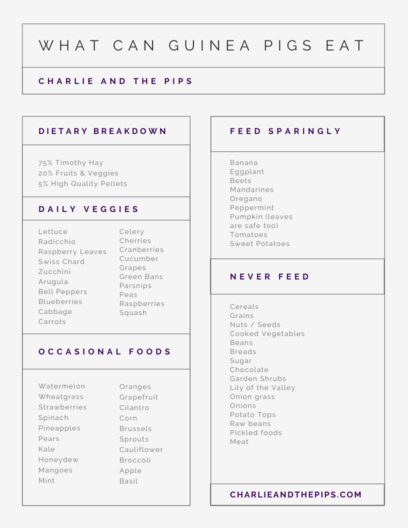 Guinea Pig Food Guide Printable