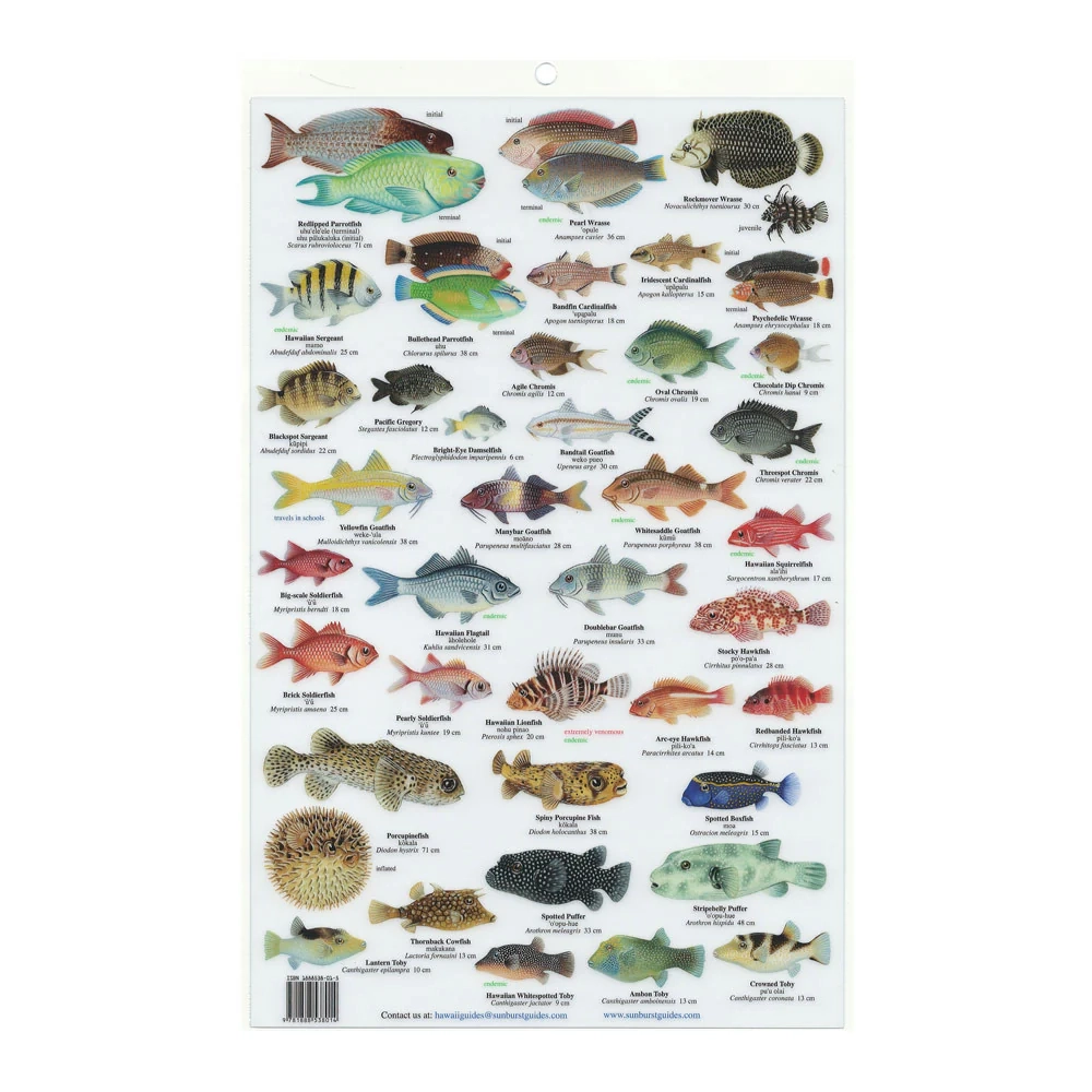 Hawai i Field Guide Reef Fish Hawaii Pacific Parks Association