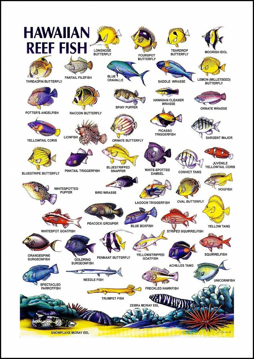 Hawaii Fish Guide Printable
