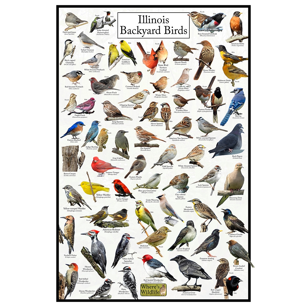 Illinois Backyard Birds Poster Illinois Bird Chart Birds At Your Bird Feeder Illinois Backyard Birds Poster Illinois Bird Chart Birds At Your Bird Feeder