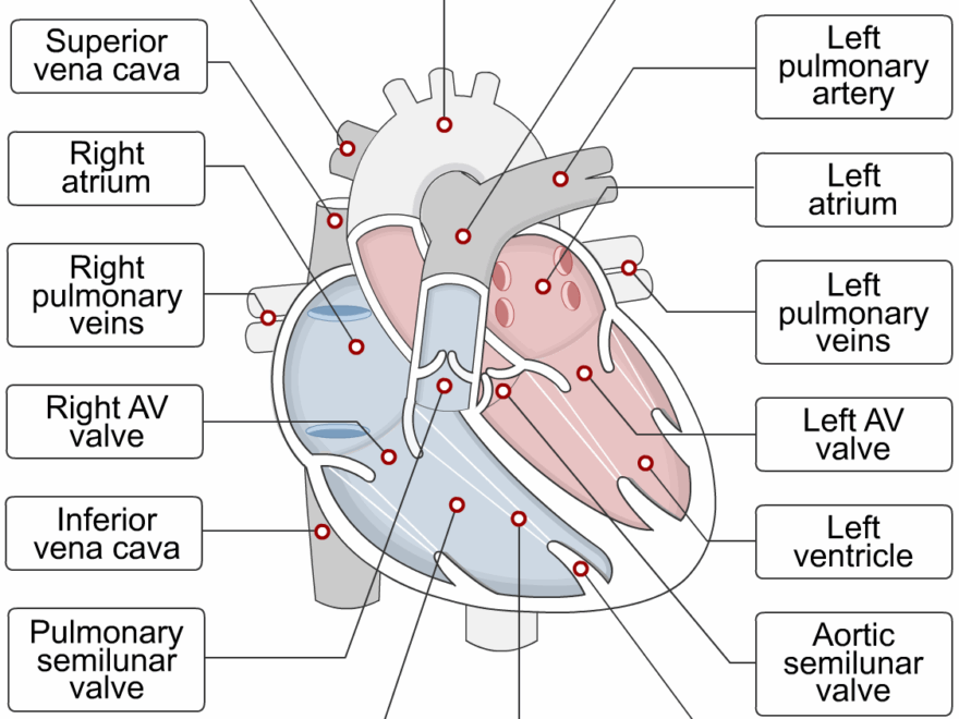 Internal Heart Anatomy Quizzes Human Bio Media