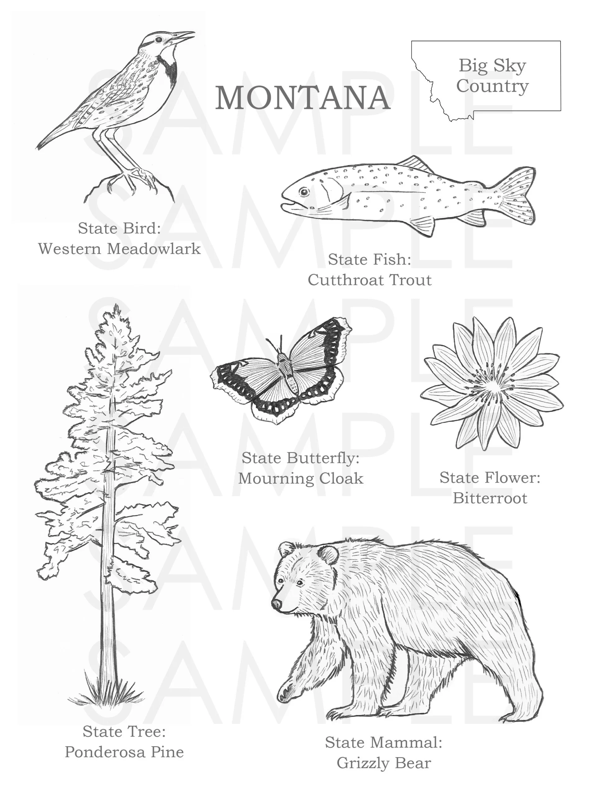 Montana Coloring Page Etsy