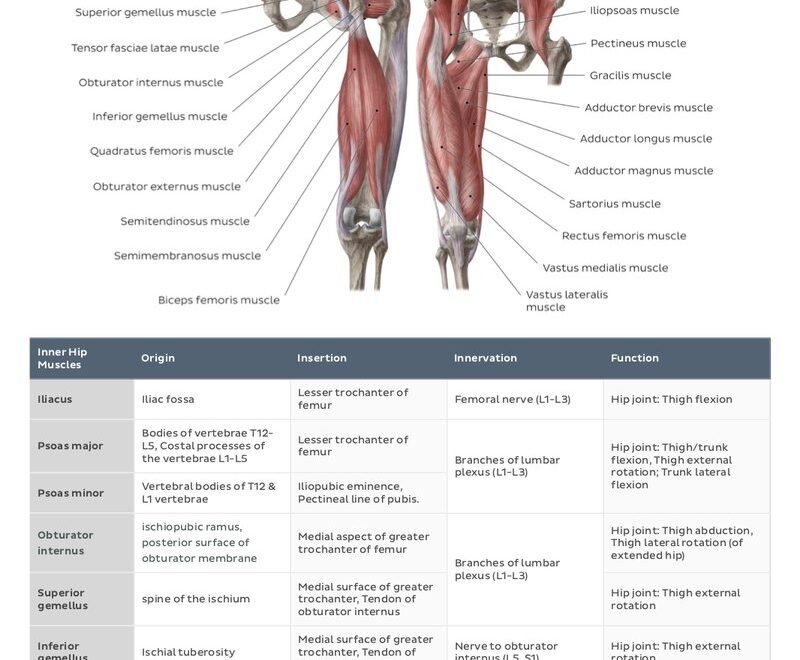 Muscle Anatomy Reference Charts Free PDF Download Kenhub