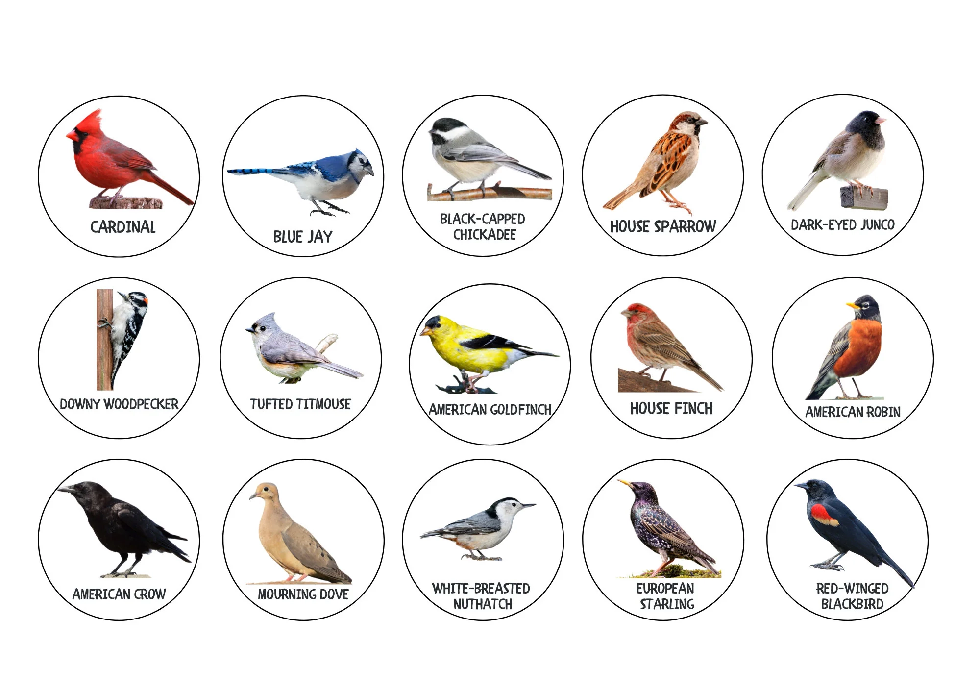 North American Birds Matching Bird Identification Chart Printable Bird Chart Common Birds Identification Charlotte Mason Nature Resource Etsy North American Birds Matching Bird Identification Chart Printable Bird Chart Common Birds Identification Charlotte Mason Nature Resource Etsy
