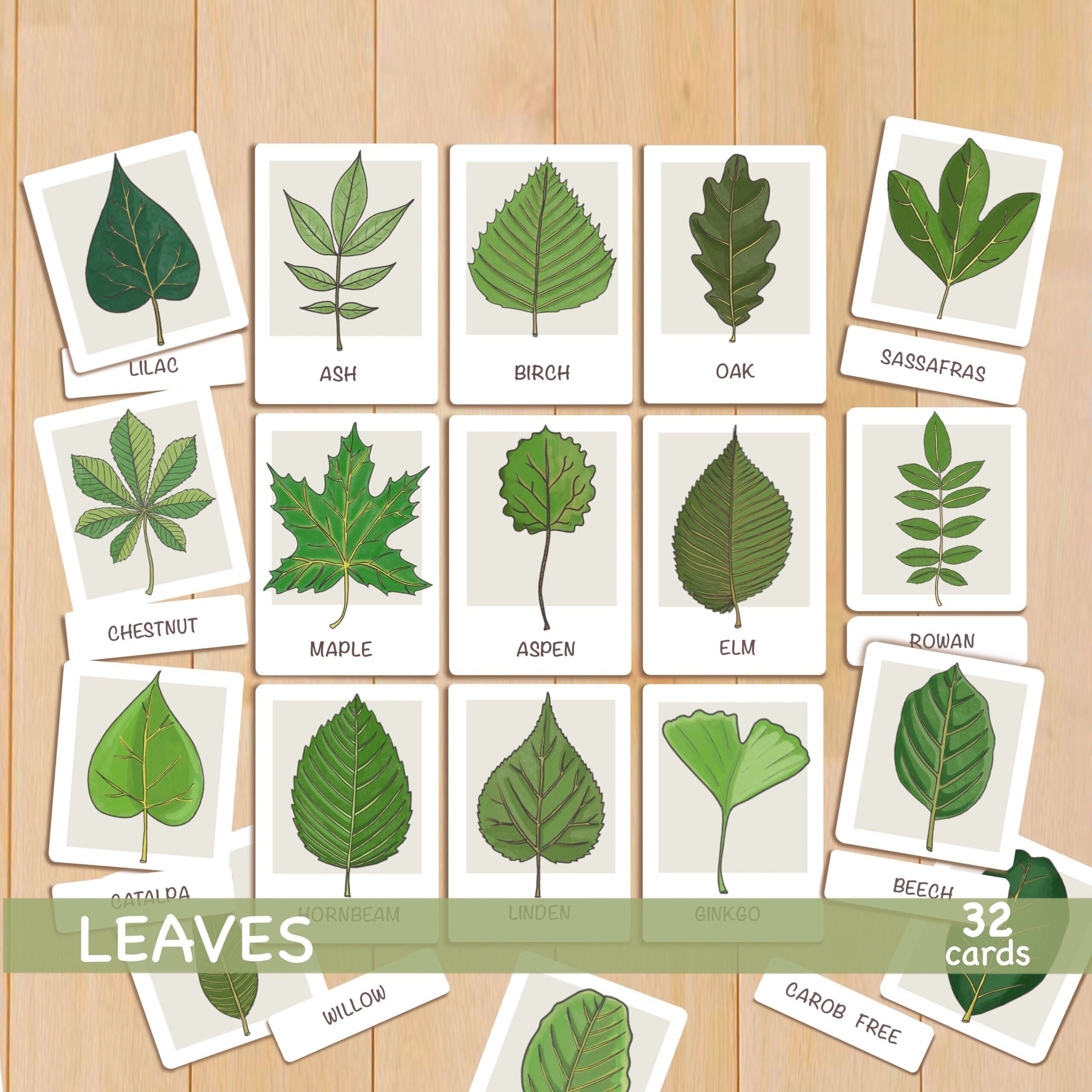 Ohio Leaf Id Guide Chart Printable