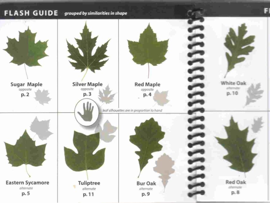 Ohio Tree Identification By Leaf Httpwwwsurvivalschoolcom