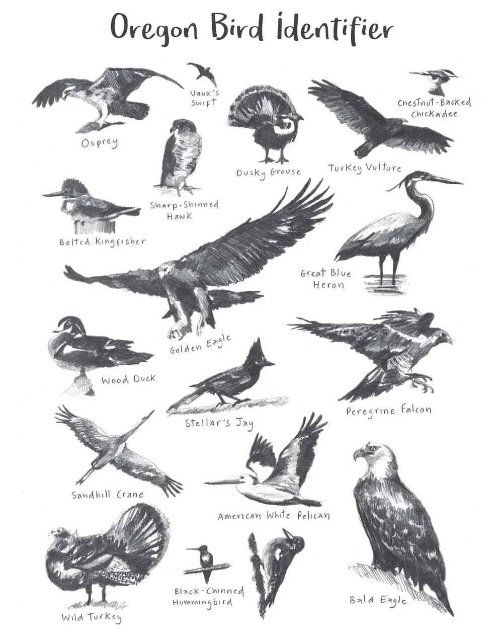 Free Printable Bird Identification Chart