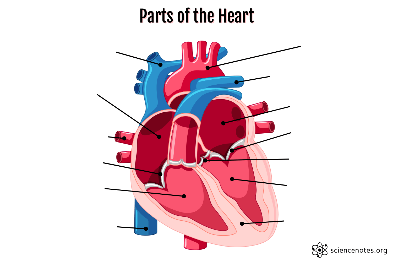 Heart Label Quiz Printable