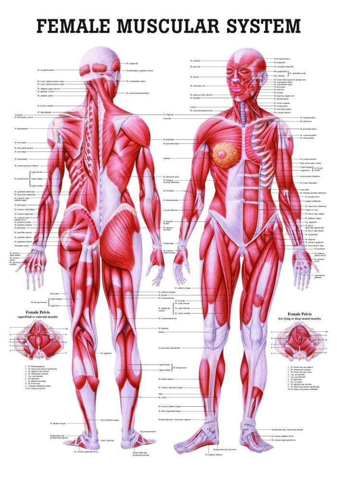 Rudiger Anatomie The Female Muscular System Laminated Anatomy Chart Anatomy Warehouse Rudiger Anatomie The Female Muscular System Laminated Anatomy Chart Anatomy Warehouse