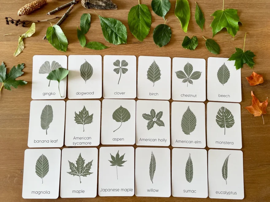 Tree Leaf Identification Cards Montessori Nature Study printable Etsy