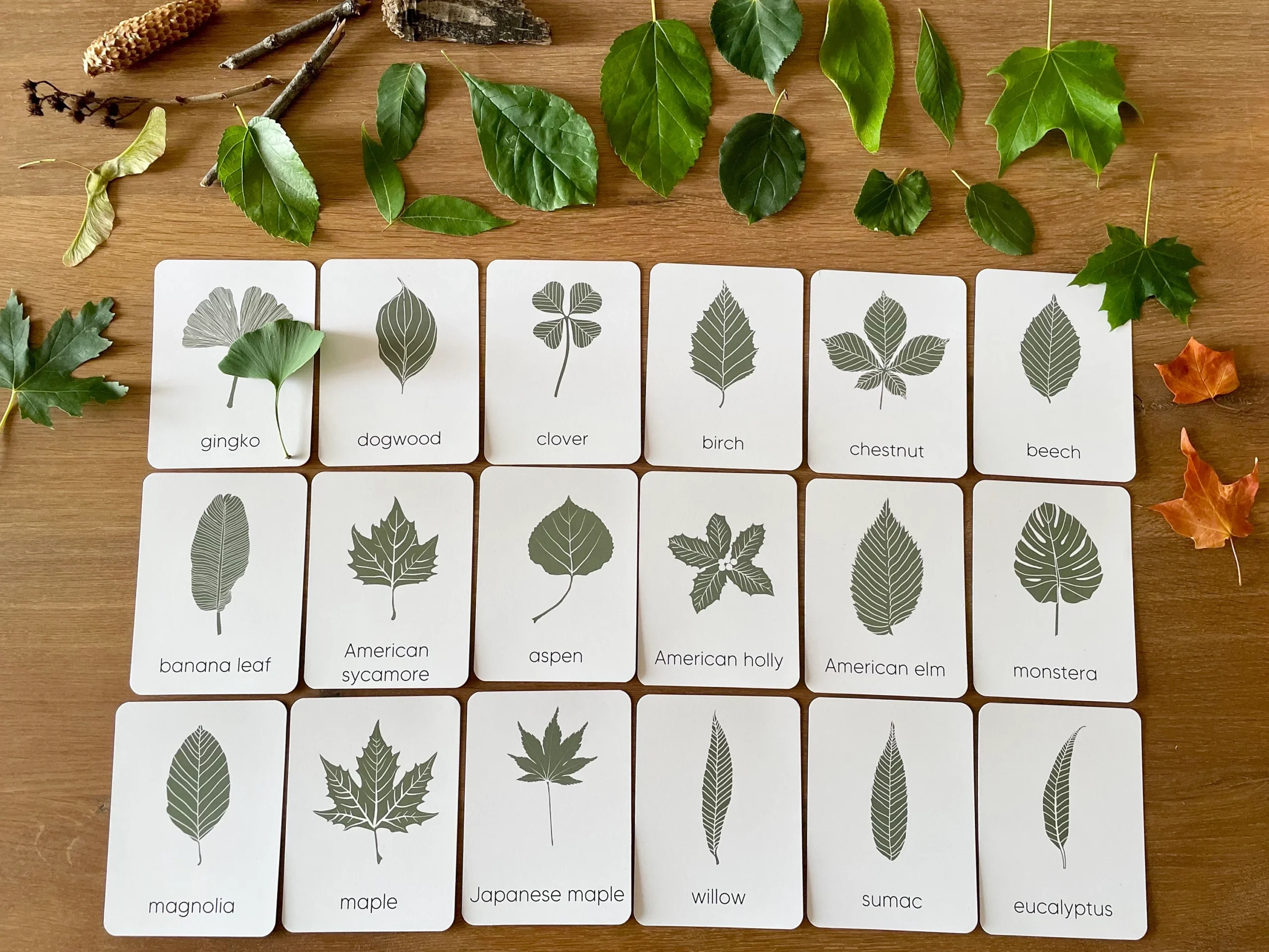 Tree Leaf Identification Cards Montessori Nature Study printable Etsy