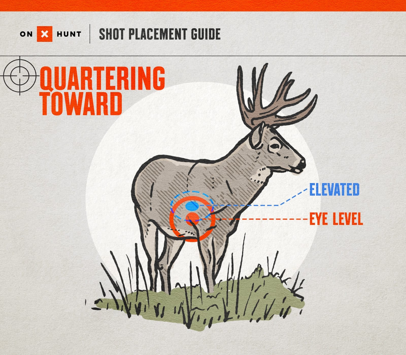 Where To Shoot A Deer Ultimate Shot Placement Guide Chart OnX Hunt
